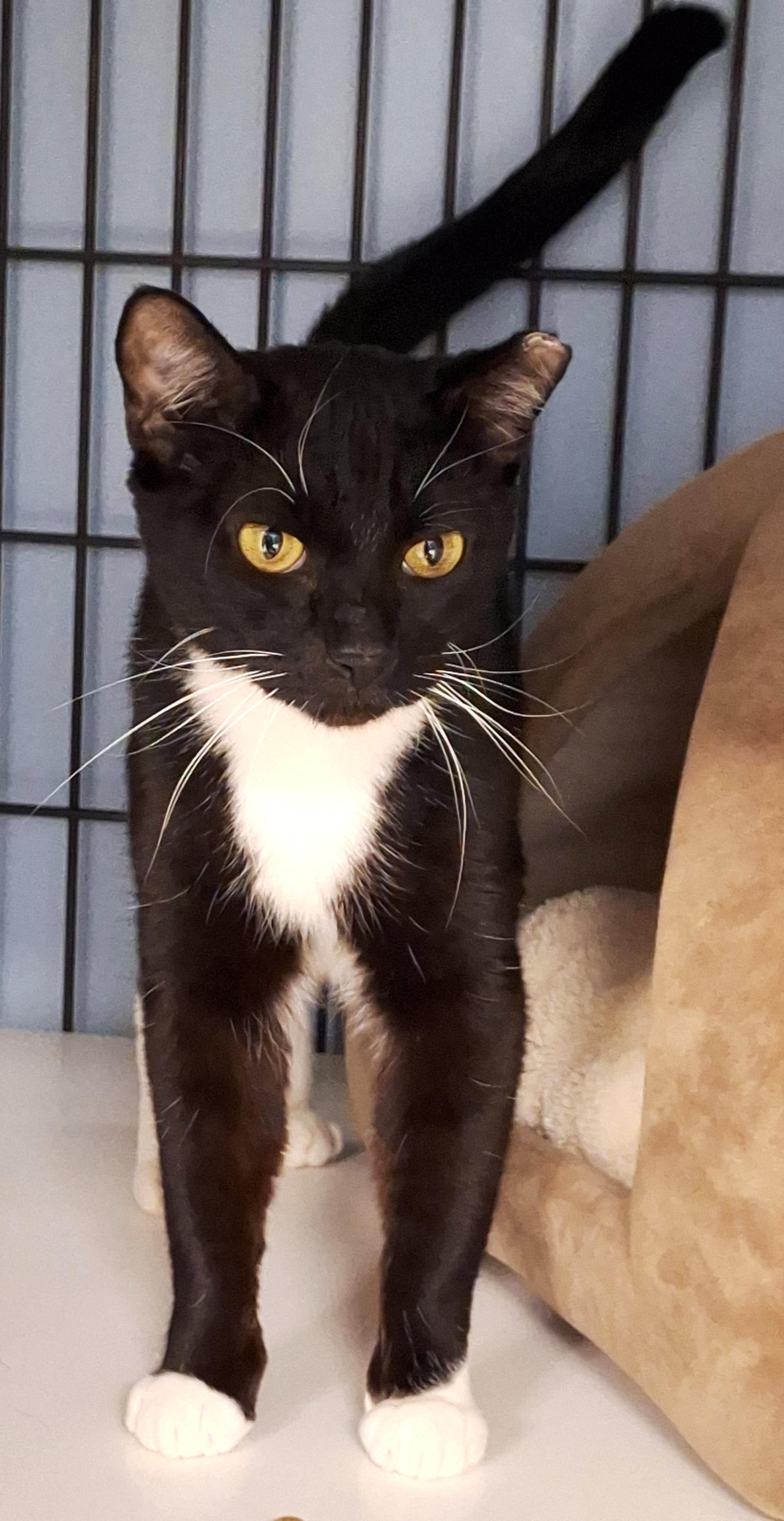 Enlarge Charlie, a Adoptable mixed breed in Spokane, WA image 2/2