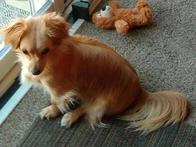 Reyna, Adoptable, Adult Female Dachshund.