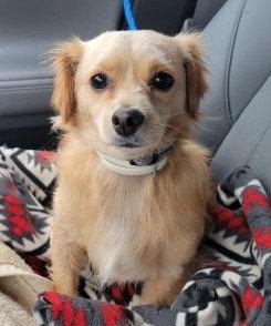 Enlarge Reyna, a Adoptable Dachshund in Evergreen, CO image 2/3