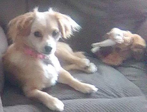 Enlarge Reyna, a Adoptable Dachshund in Evergreen, CO image 3/3