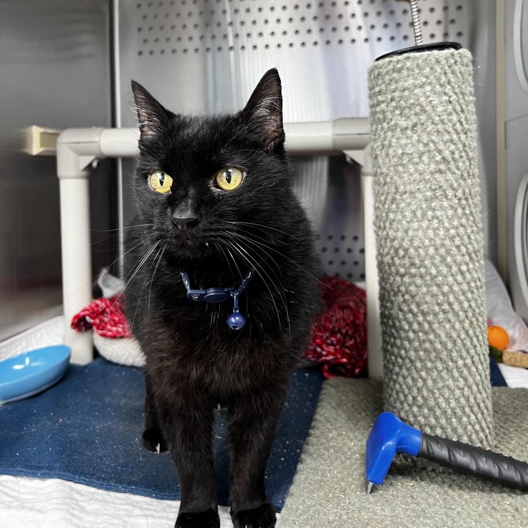 Midnight, Adoptable, Senior Male Domestic Short Hair.