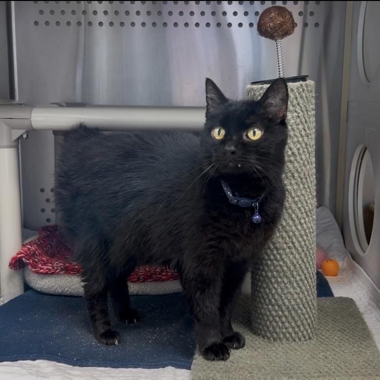 Enlarge Midnight, a Adoptable mixed breed in Winchester, TN image 2/3