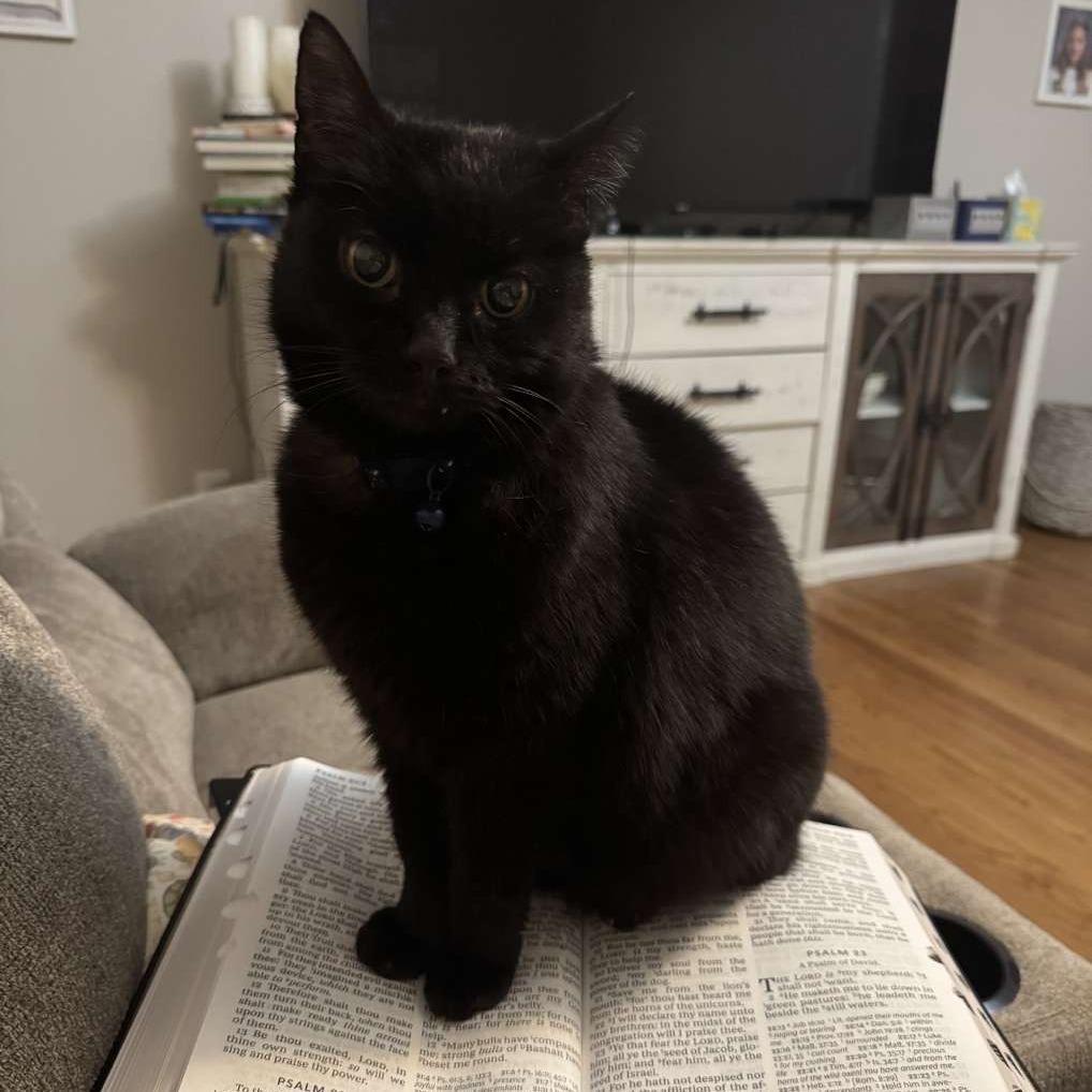 Enlarge Midnight, a Adoptable mixed breed in Winchester, TN image 3/3