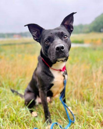 Frankie, Adoptable, Adult Male Labrador Retriever & Border Collie.