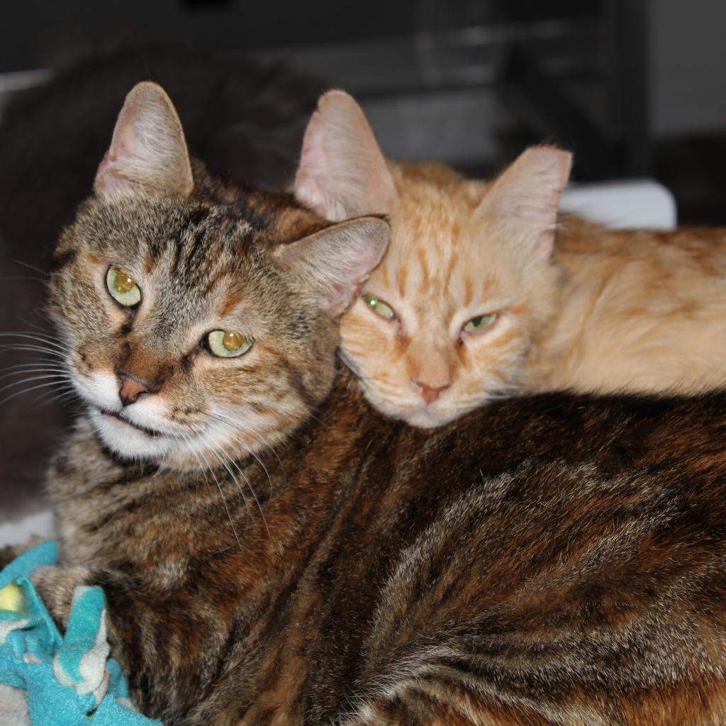 Katie, a Adoptable Domestic Short Hair in Tucson, AZ image 1/4