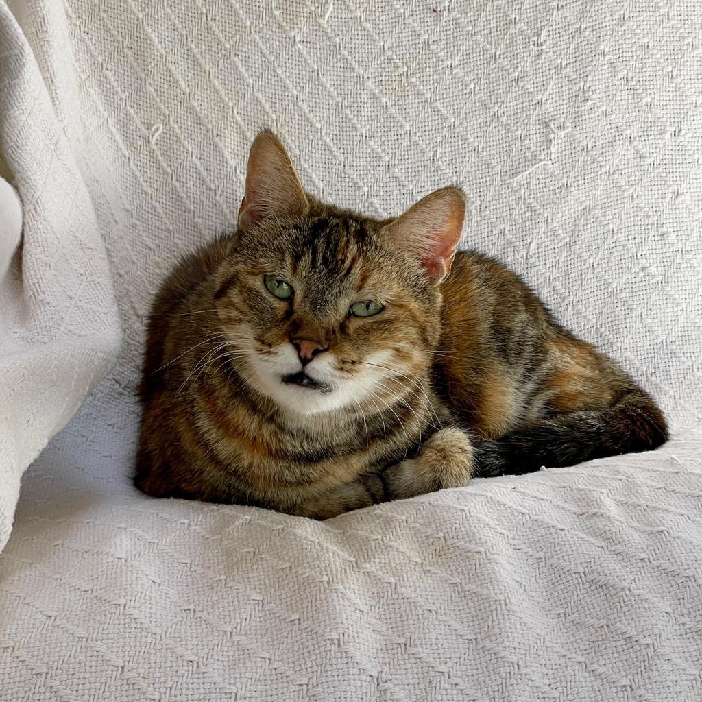 Enlarge Katie, a Adoptable Domestic Short Hair in Tucson, AZ image 3/4