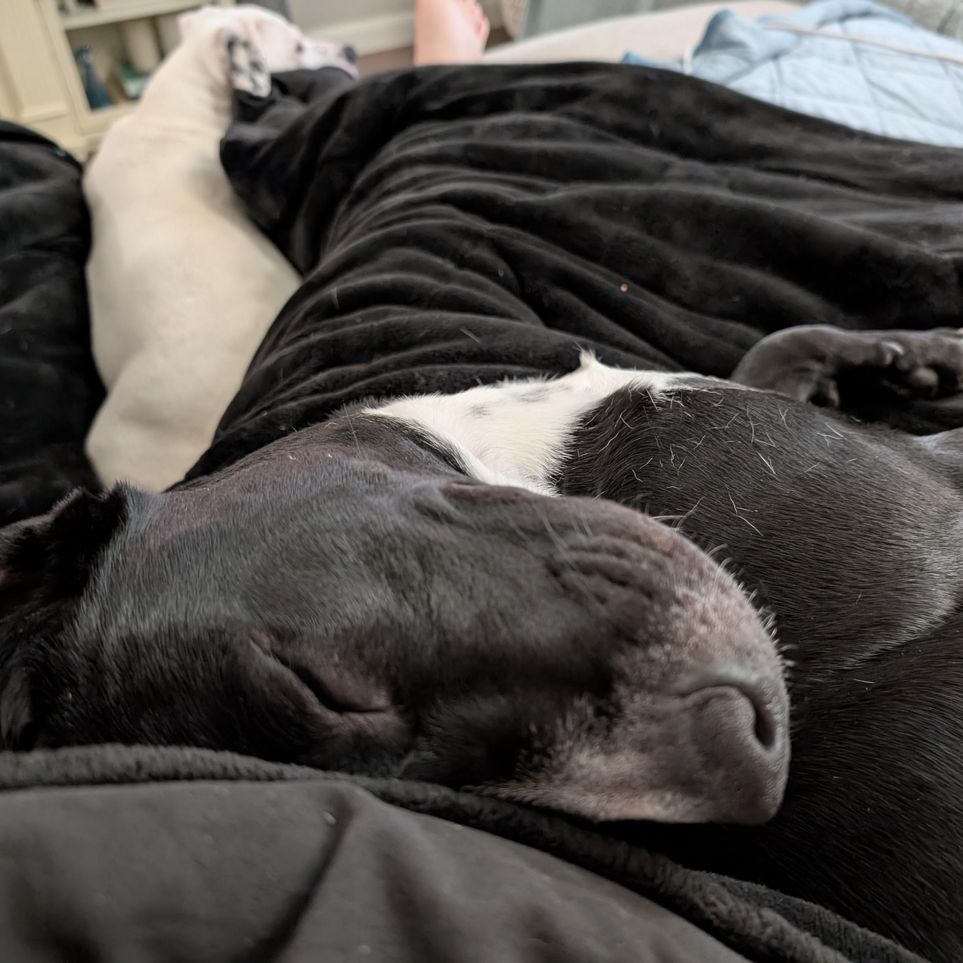 Enlarge Sully, a Adoptable Pit Bull Terrier in Austin, TX image 2/6