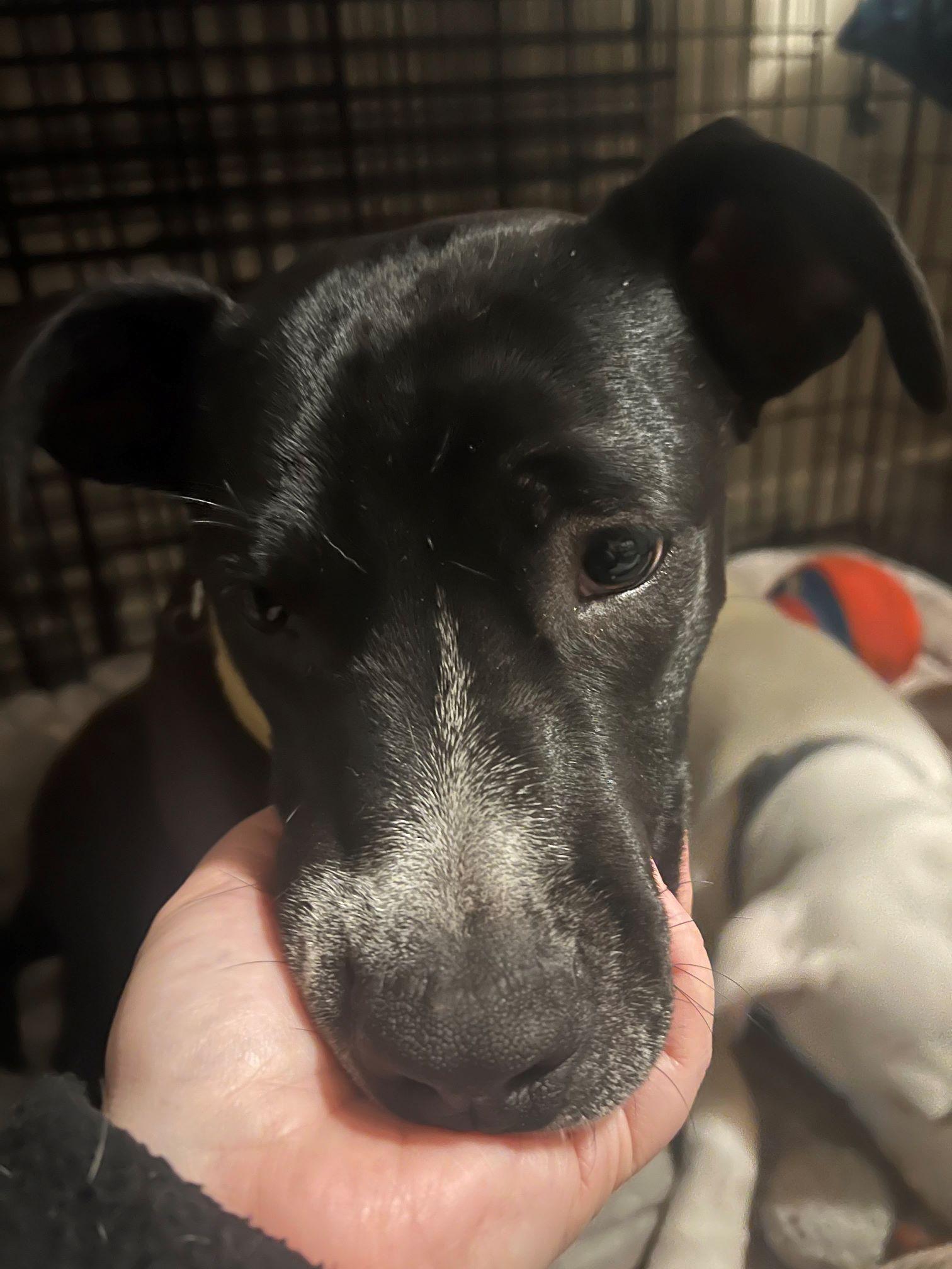 Enlarge Sully, a Adoptable Pit Bull Terrier in Austin, TX image 4/6