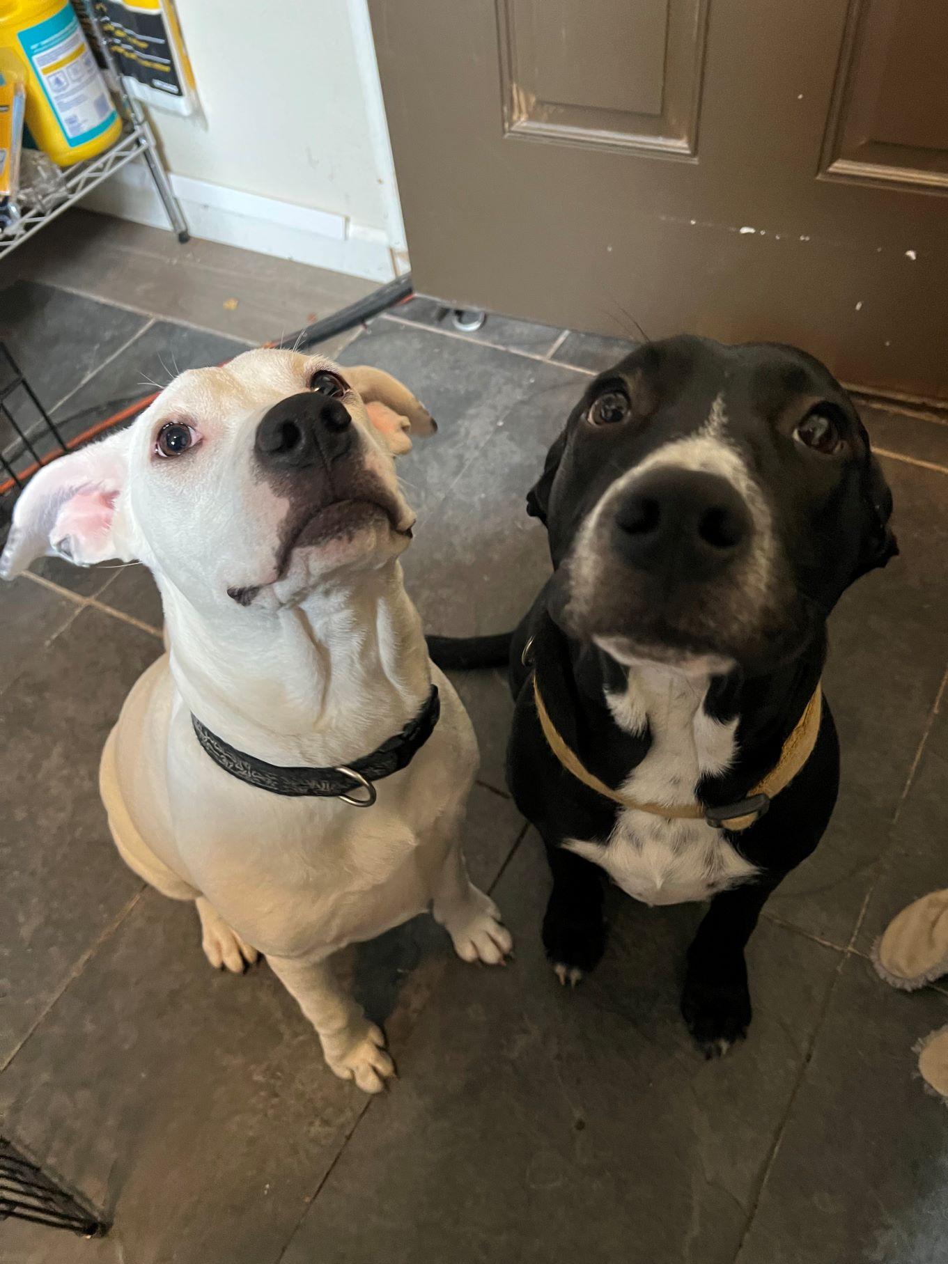 Enlarge Sully, a Adoptable Pit Bull Terrier in Austin, TX image 6/6