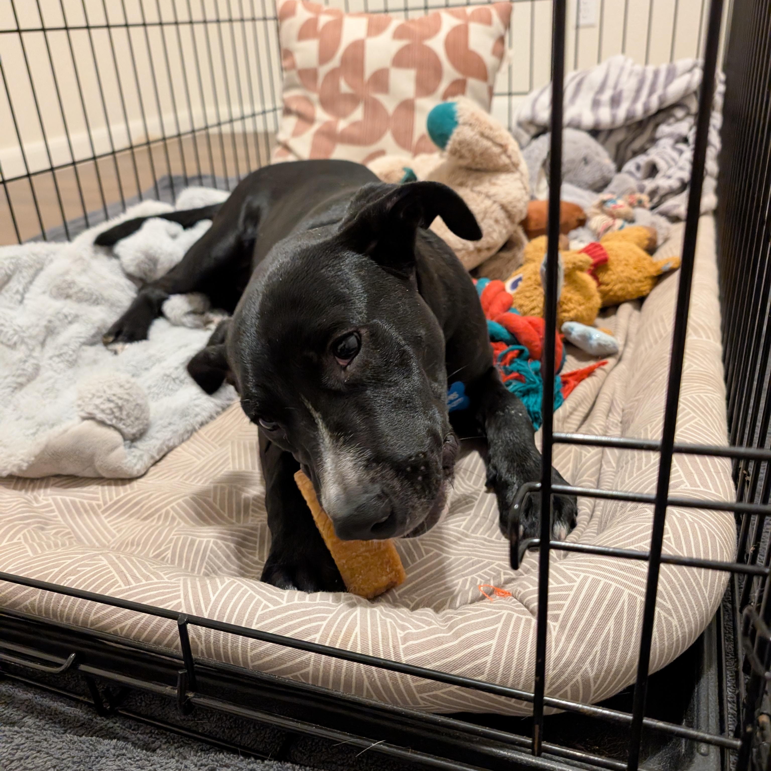 Enlarge Sully, a Adoptable Pit Bull Terrier in Austin, TX image 3/6