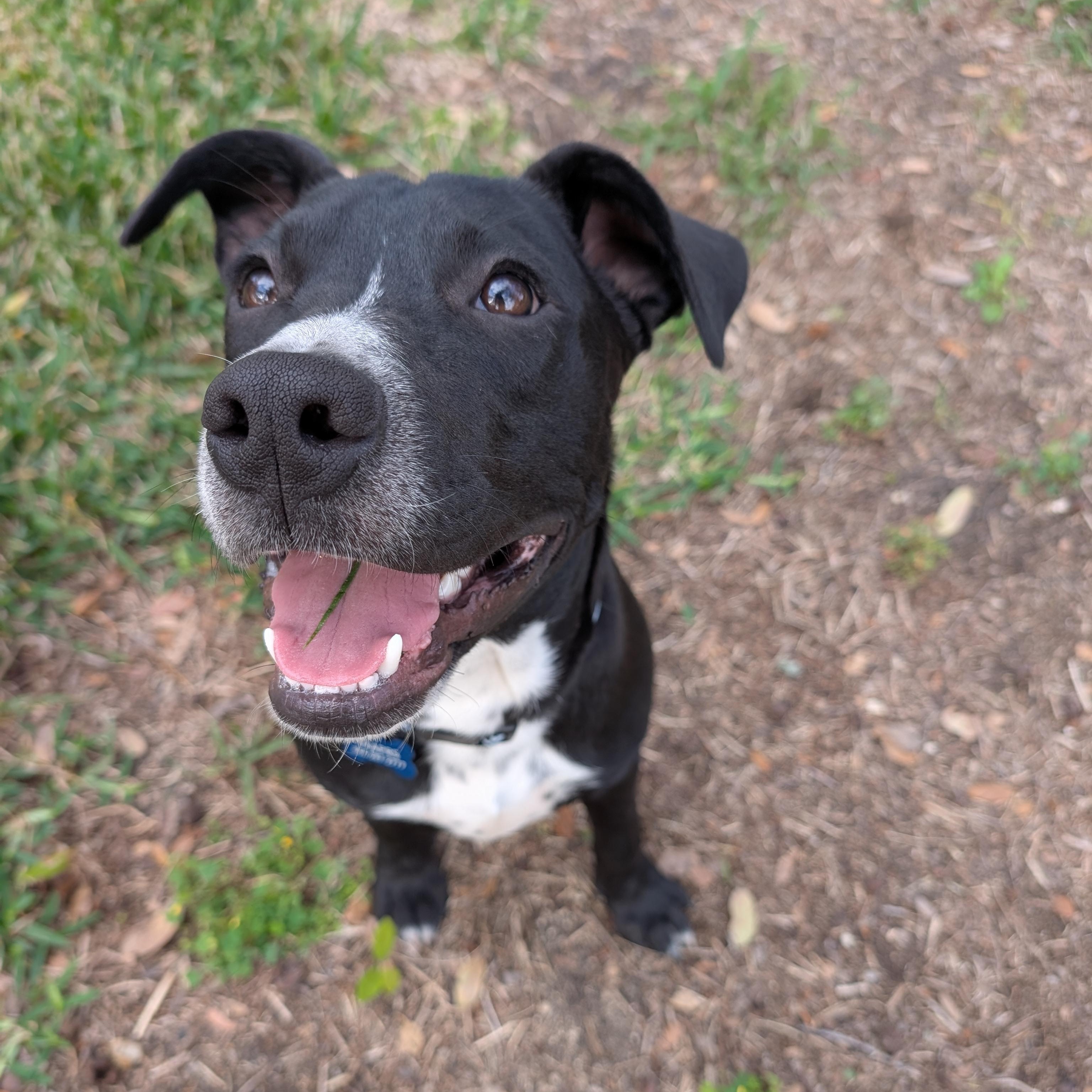 Sully, Adoptable, Young Male Pit Bull Terrier.