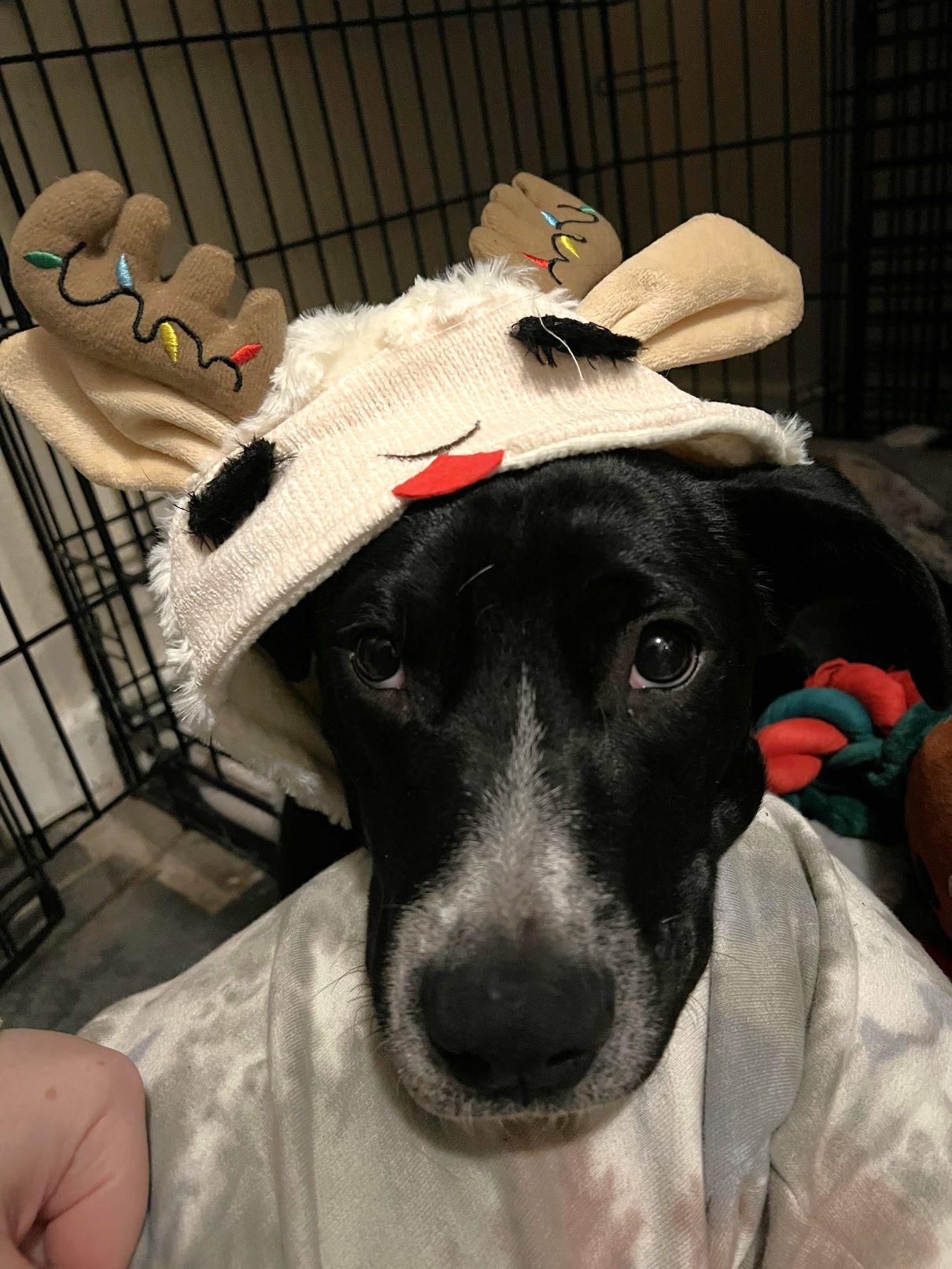 Enlarge Sully, a Adoptable Pit Bull Terrier in Austin, TX image 5/6