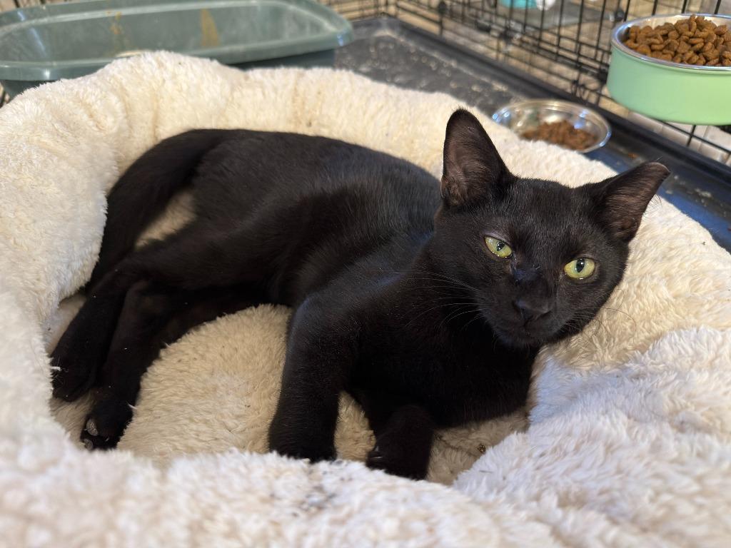 Atheno, Adoptable, Kitten Male Domestic Short Hair.