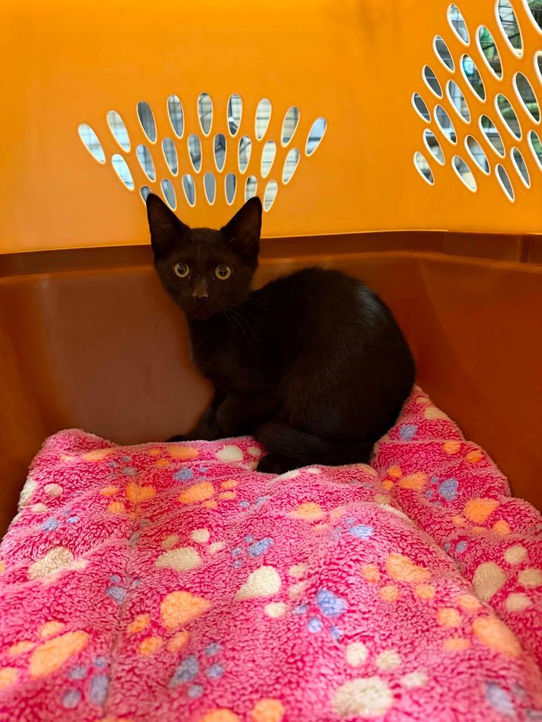 Enlarge Atheno, a Adoptable mixed breed in La Verkin, UT image 2/2