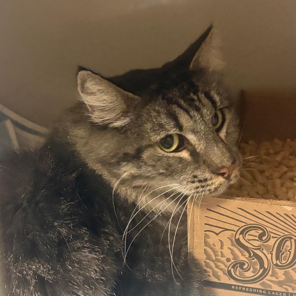 Enlarge Wafer, a Adoptable Domestic Long Hair in Yuma, AZ image 1/1