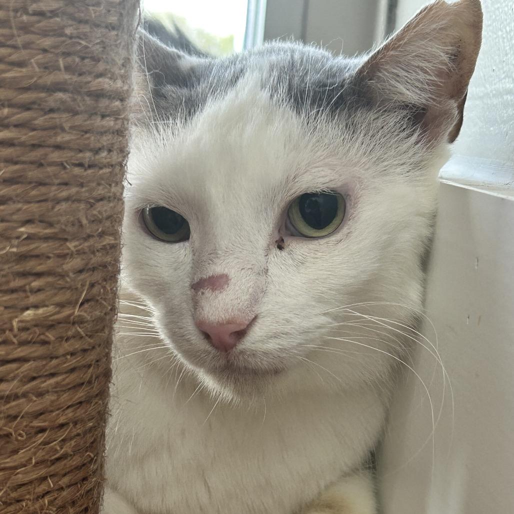 Dirk, Adoptable, Adult Male Domestic Short Hair.