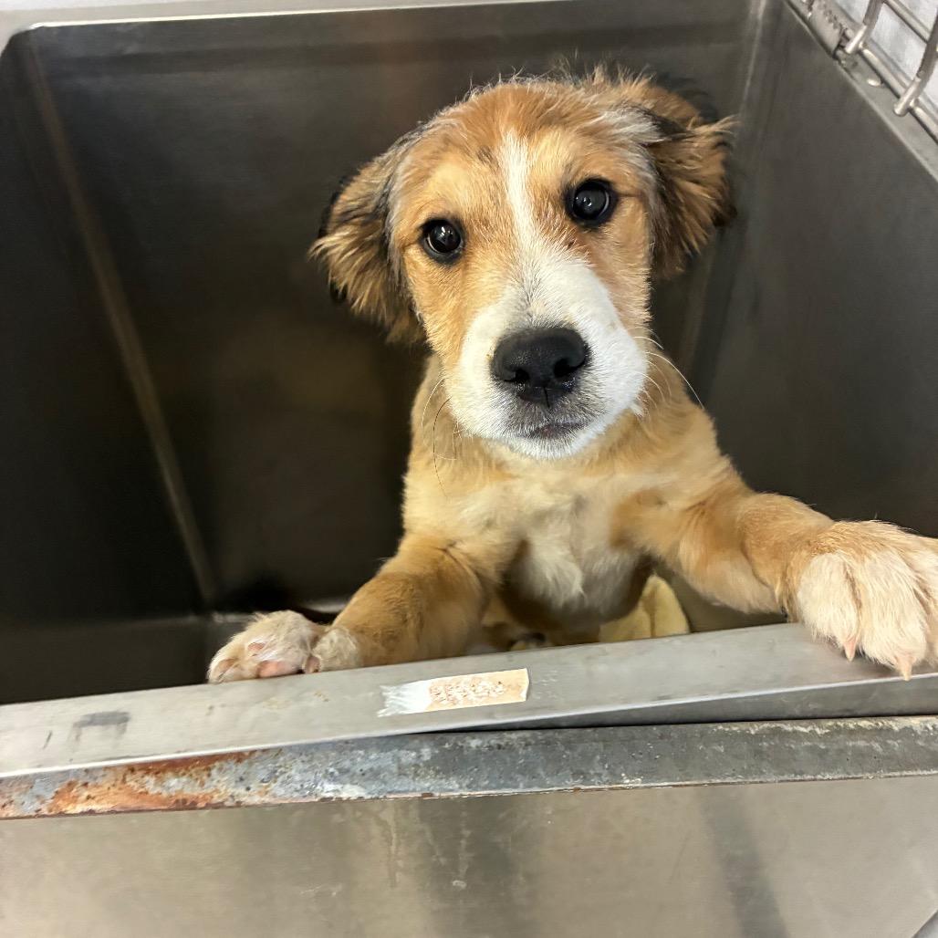Enlarge Bartlebee, a Adoptable mixed breed in Amarillo, TX image 1/5