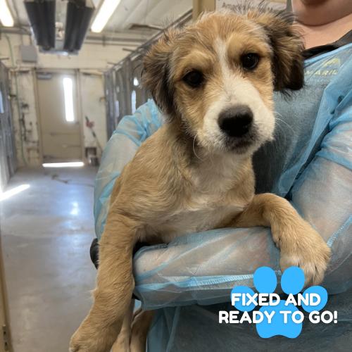 Bartlebee, Adoptable, Young Male Retriever.