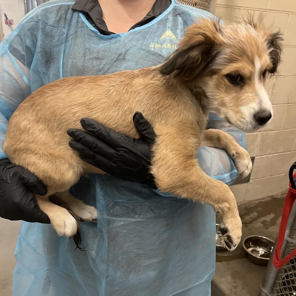 Enlarge Bartlebee, a Adoptable mixed breed in Amarillo, TX image 3/5