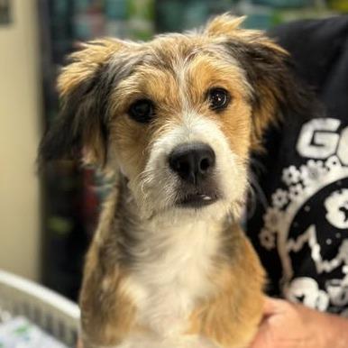 Enlarge Bartlebee, a Adoptable mixed breed in Amarillo, TX image 4/5