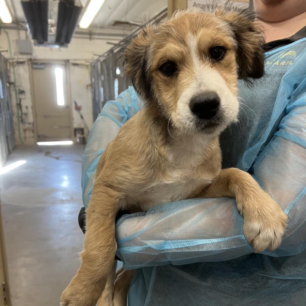 Enlarge Bartlebee, a Adoptable mixed breed in Amarillo, TX image 5/5