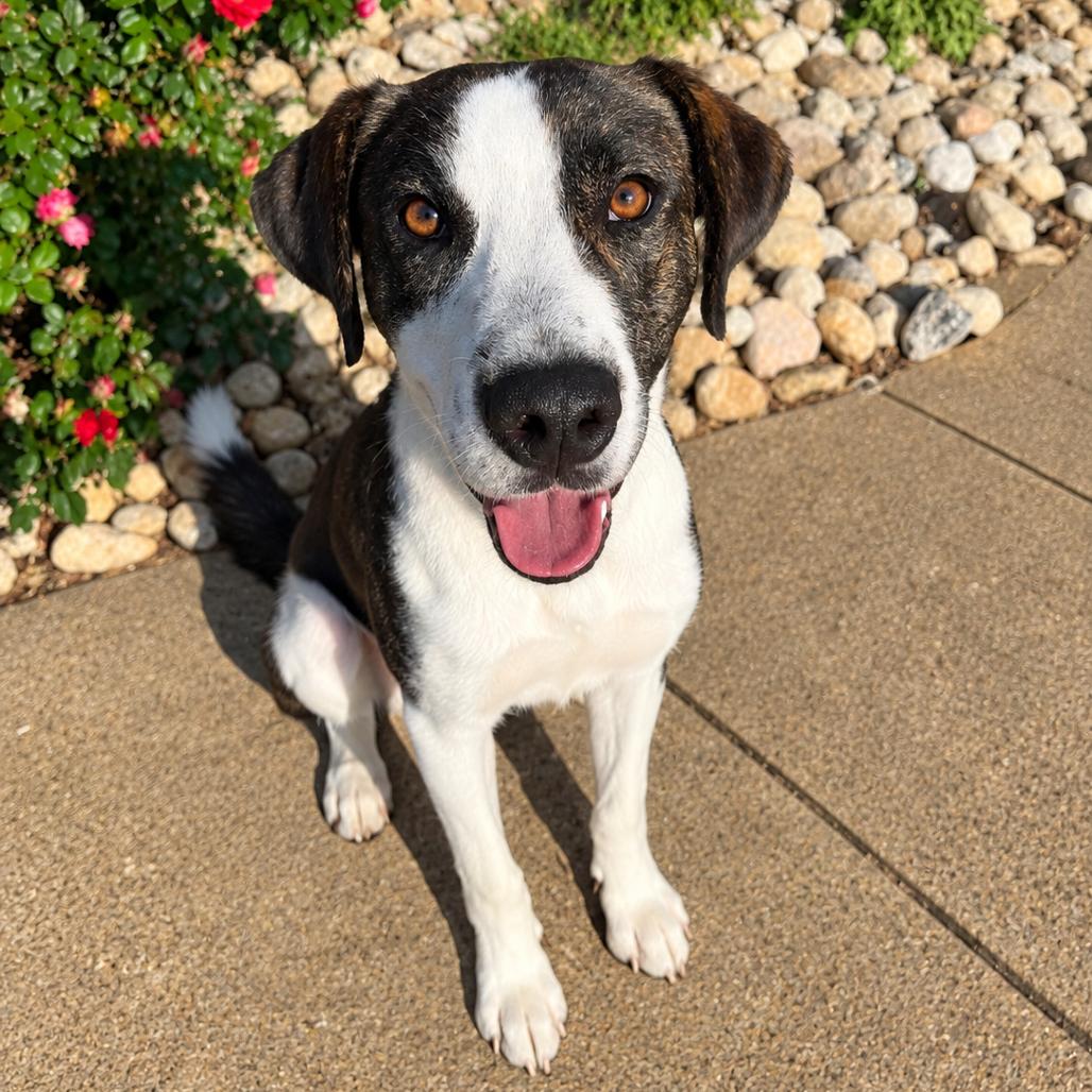 Enlarge Tate, a Adoptable mixed breed in Chesapeake, VA image 1/1
