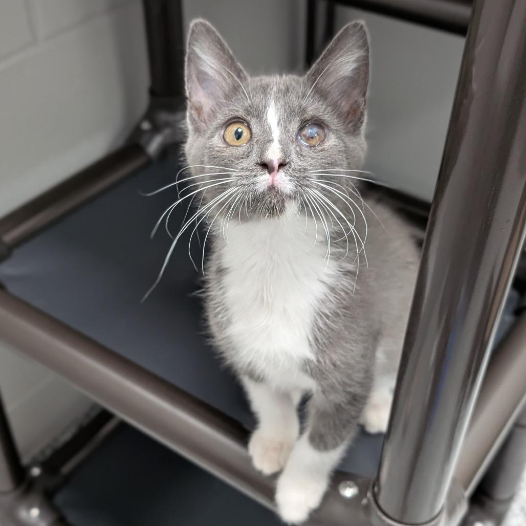 Grayson, Adoptable, Kitten Male Domestic Short Hair.