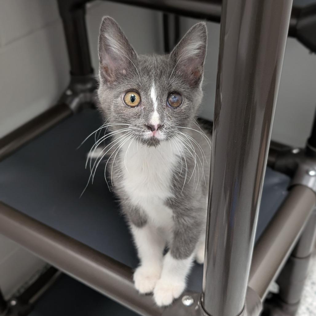 Grayson, a Adoptable Domestic Short Hair in Brookfield, WI image 2/3