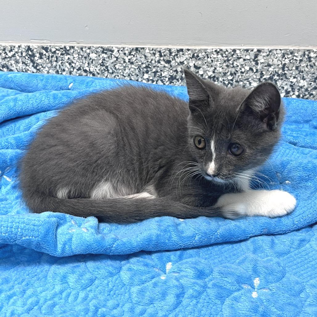 Grayson, a Adoptable Domestic Short Hair in Brookfield, WI image 3/3