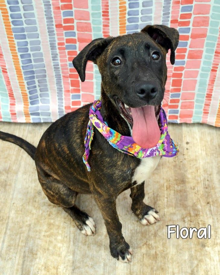 Floral, Adoptable, Puppy Female Black Mouth Cur.