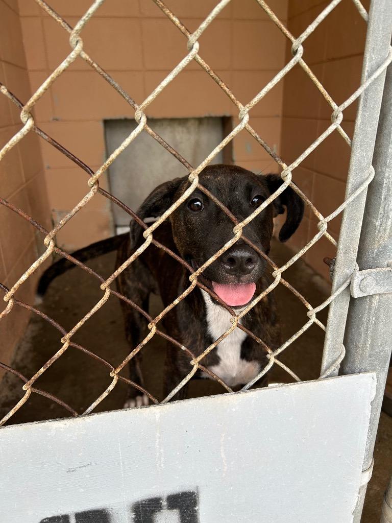 Floral, Adoptable, Puppy Female Pit Bull Terrier.