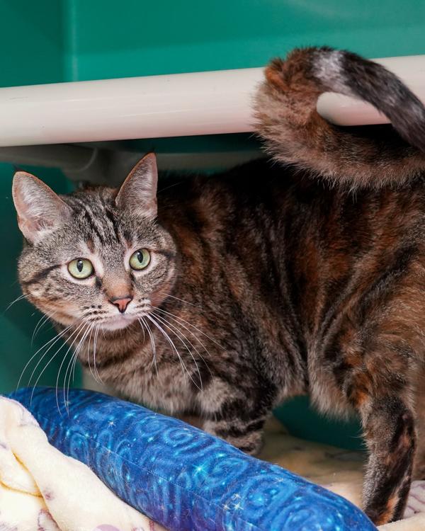 Enlarge Hannah, a Adoptable mixed breed in Novato, CA image 2/2