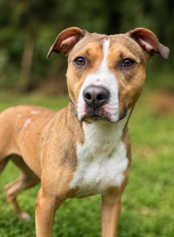 Molly, Adoptable, Young Female Pit Bull Terrier & Mixed Breed.