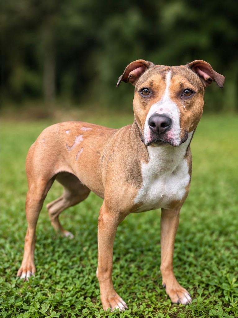 Enlarge Molly, a Adoptable mixed breed in Russellville, KY image 2/2