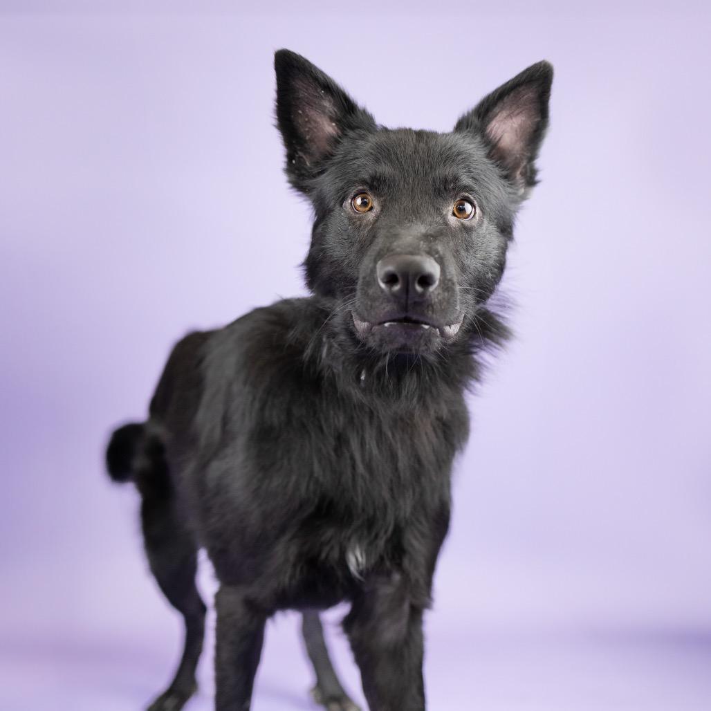 Zacian, Adoptable, Young Male Mixed Breed.