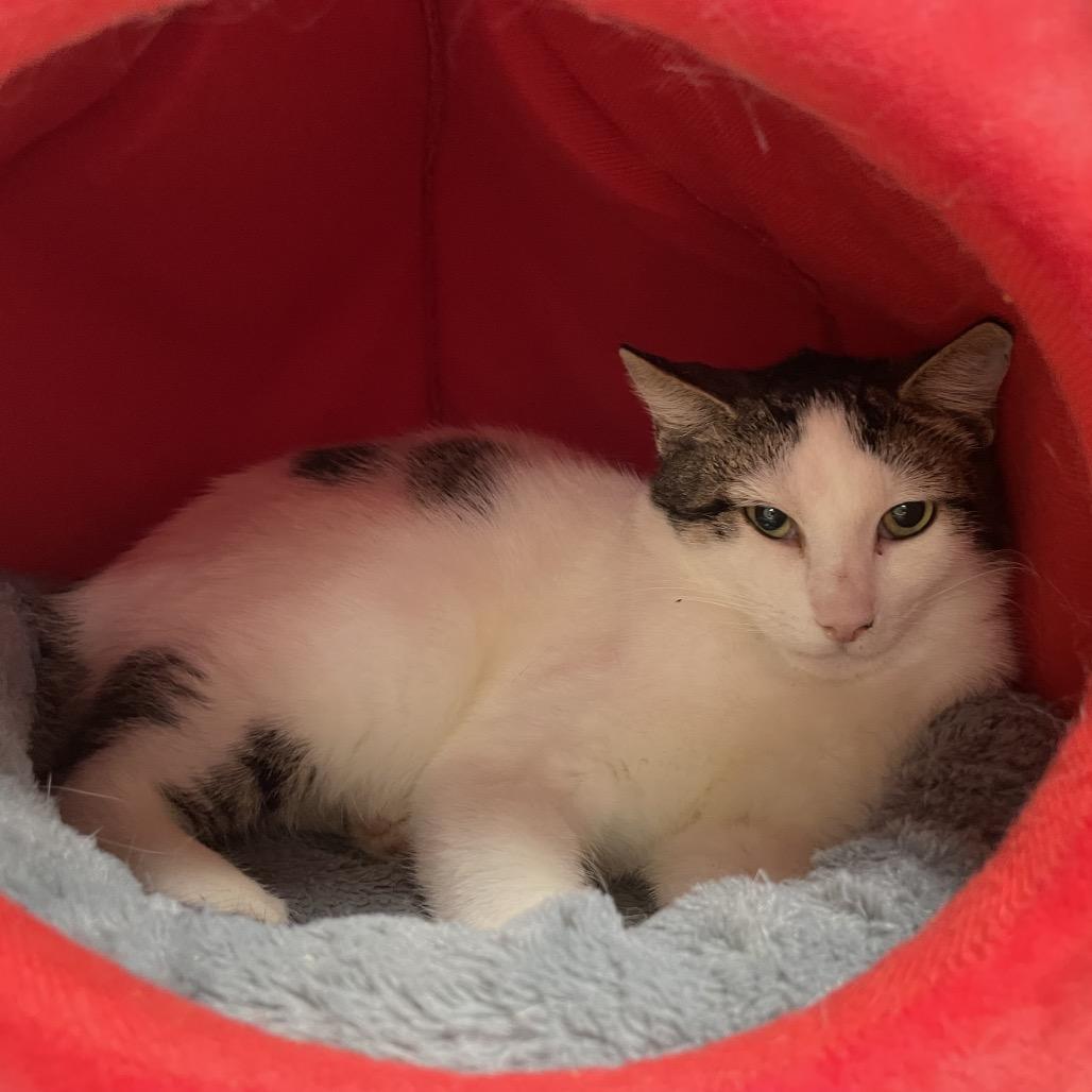 Enlarge Potato, a Adoptable Domestic Short Hair in Houston, TX image 1/3