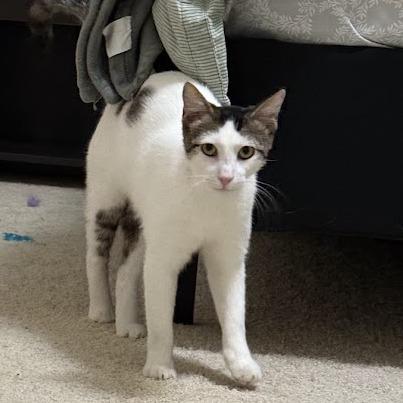 Enlarge Potato, a Adoptable Domestic Short Hair in Houston, TX image 2/6