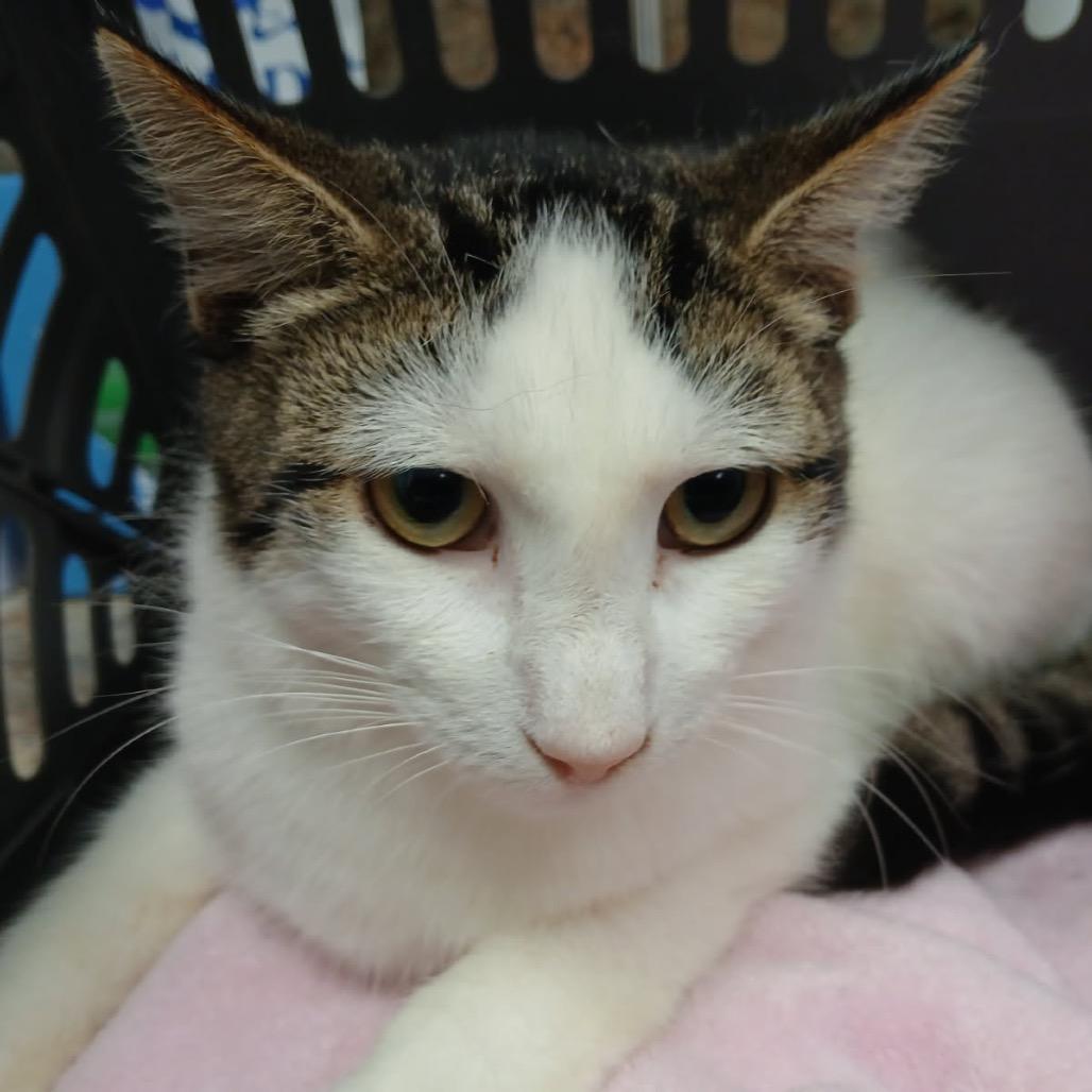 Enlarge Potato, a Adoptable Domestic Short Hair in Houston, TX image 2/3