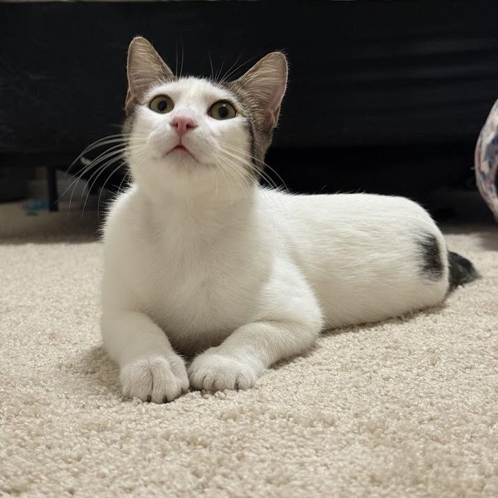 Enlarge Potato, a Adoptable Domestic Short Hair in Houston, TX image 4/6