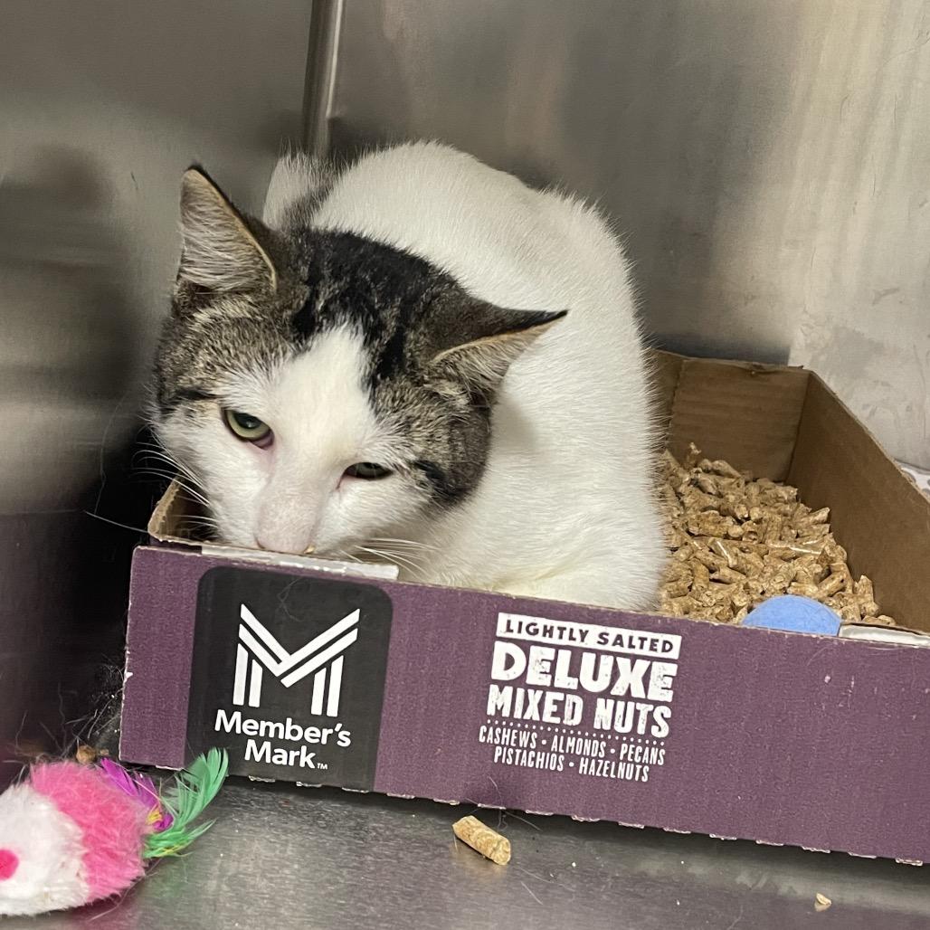 Enlarge Potato, a Adoptable Domestic Short Hair in Houston, TX image 3/3