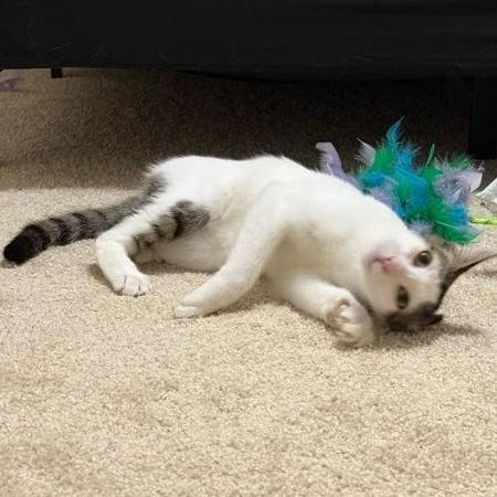 Enlarge Potato, a Adoptable Domestic Short Hair in Houston, TX image 6/6
