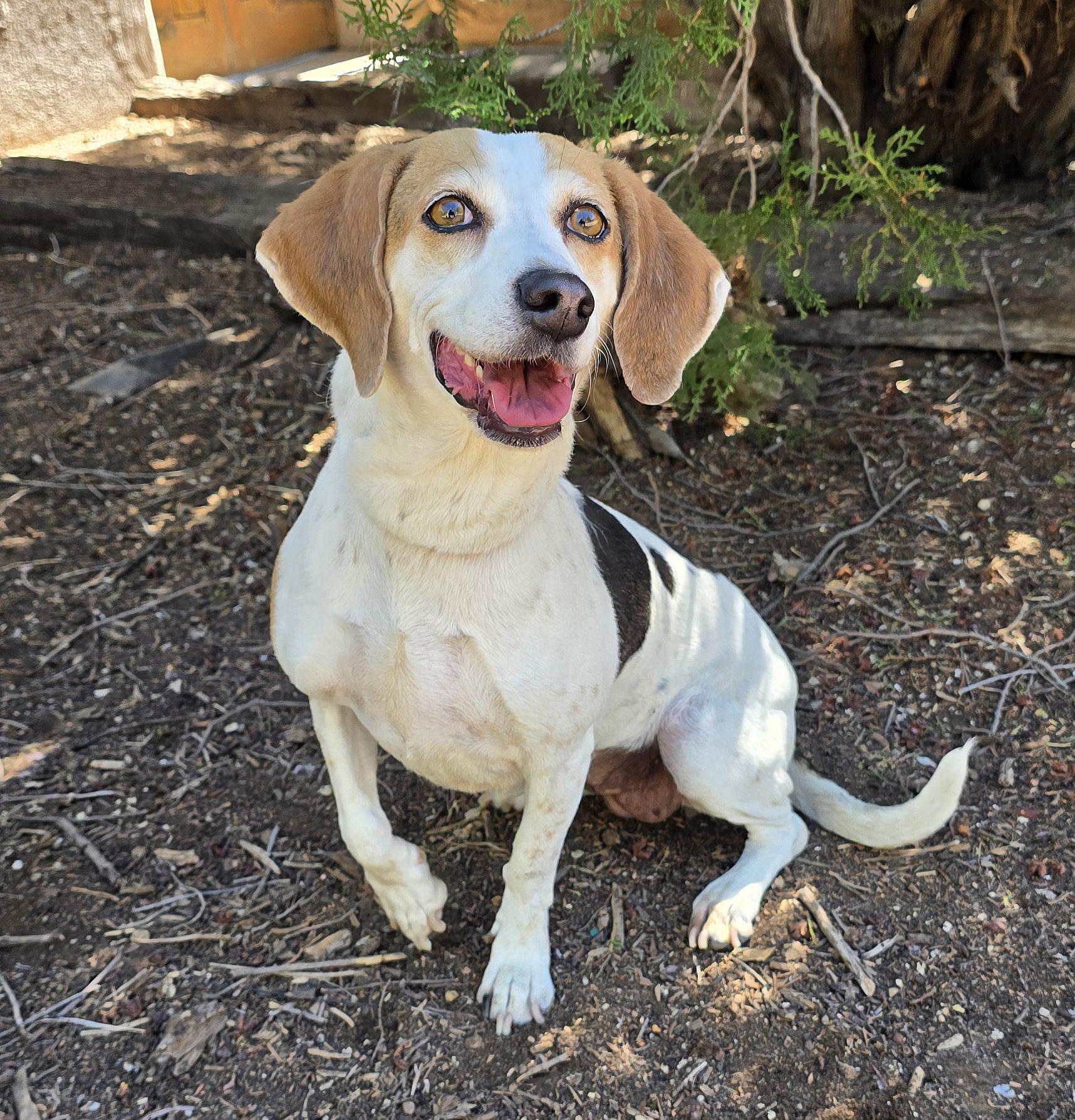 Heavenly Lil Ms Harriet - Quiet Beagle, Adoptable, Young Female Beagle.