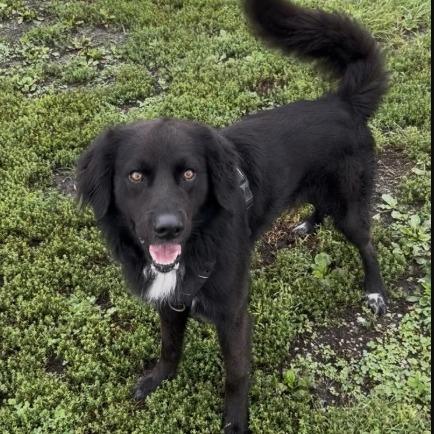Jake, Adoptable, Adult Male Flat-Coated Retriever & Mixed Breed.