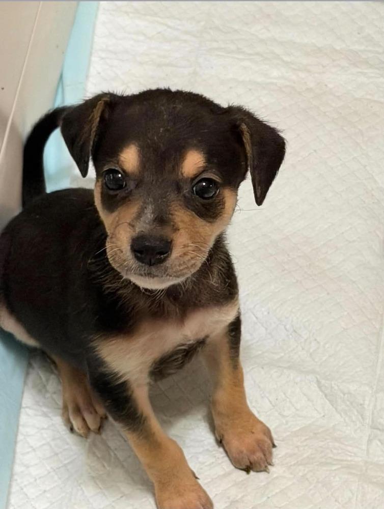Chewy, Adoptable, Puppy Male Mountain Cur.