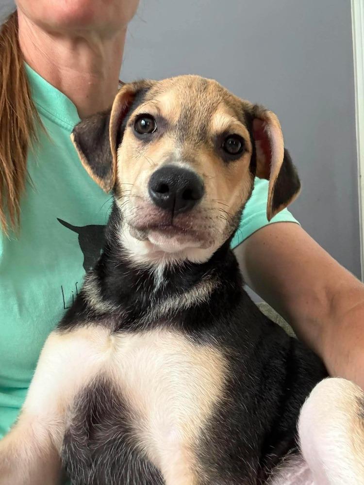 Chewy, a Adoptable mixed breed in Middletown, CT image 2/6