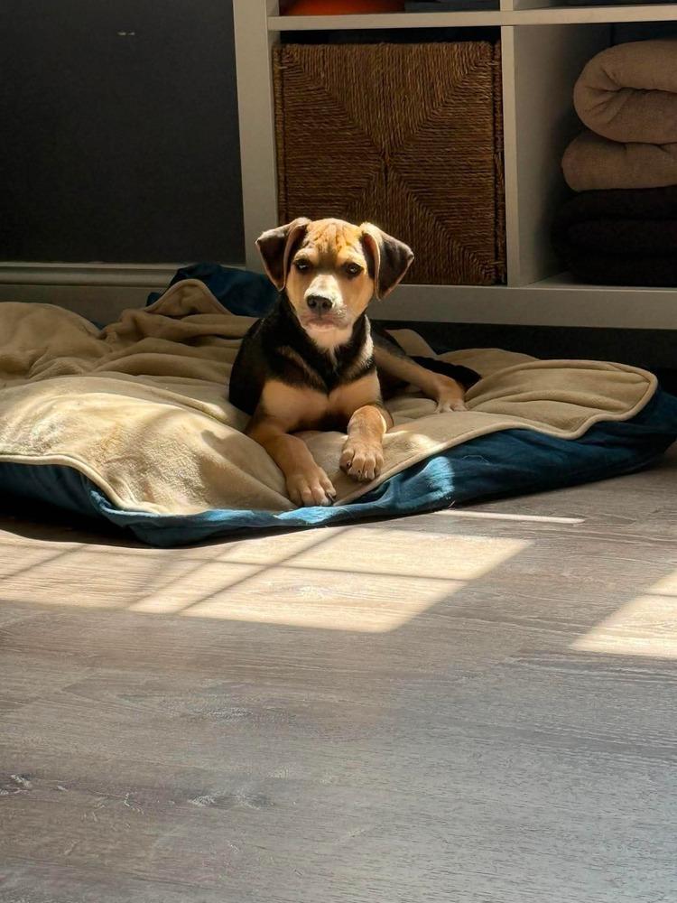Chewy, a Adoptable mixed breed in Middletown, CT image 4/6