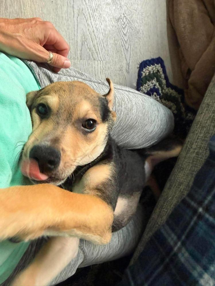Chewy, a Adoptable mixed breed in Middletown, CT image 5/6