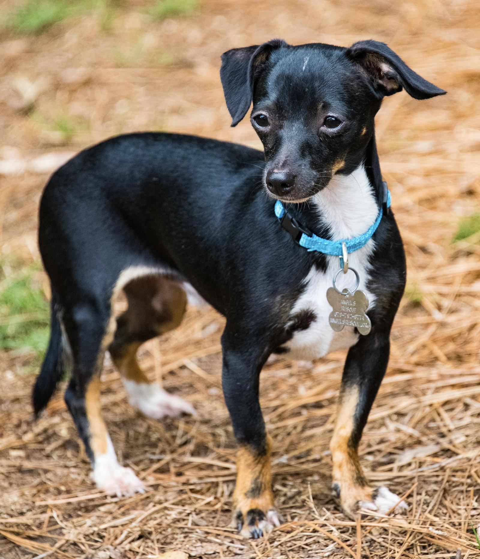 Moe Howard, Adopted, Young Male Chihuahua.