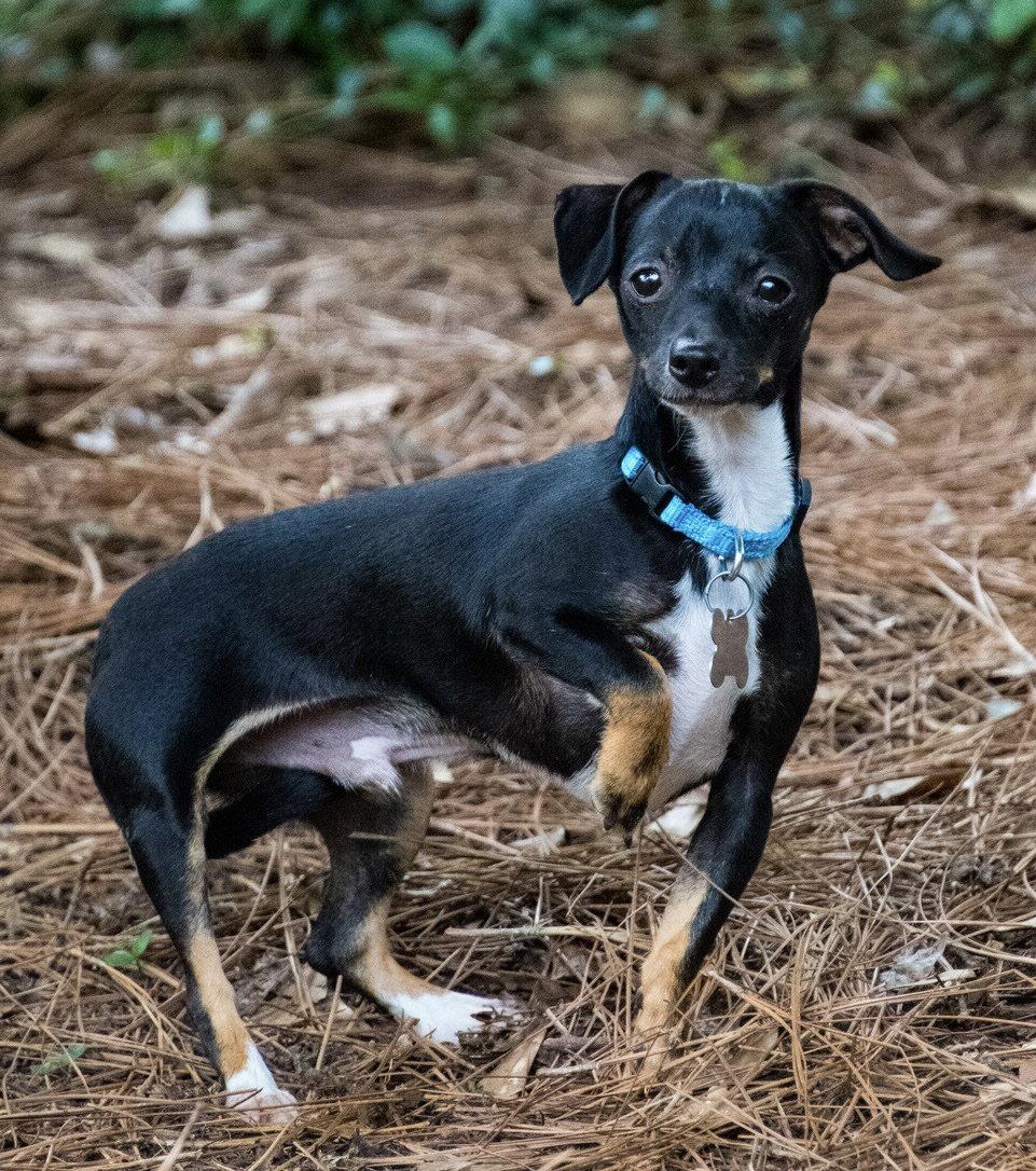 Enlarge Moe Howard, a Adopted Chihuahua in Alpharetta, GA image 2/3