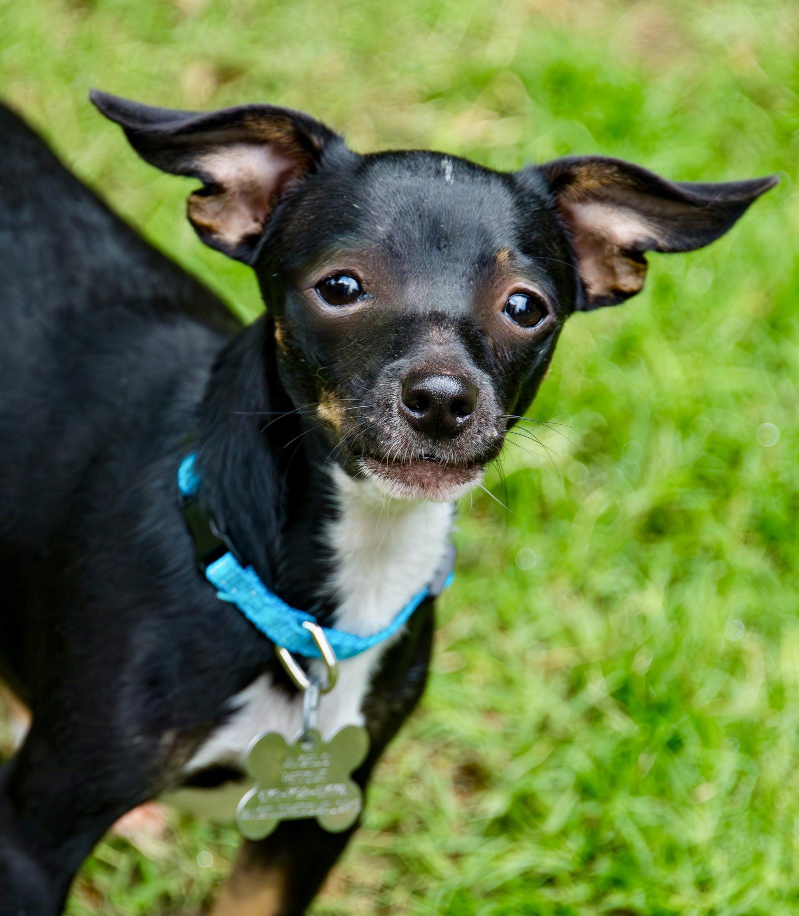 Enlarge Moe Howard, a Adopted Chihuahua in Alpharetta, GA image 3/3